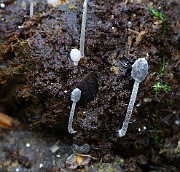Coprinopsis sp. 01 (cf stercorea)