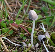 Coprinopsis sp. 02