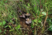 Coprinus atramentarius