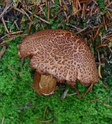 Cortinarius bolaris