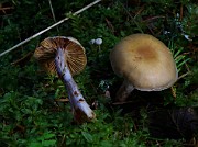 Cortinarius bovinus