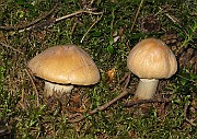Cortinarius caperatus