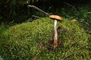Cortinarius collinitus