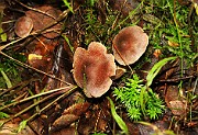 Cortinarius comptulus cf