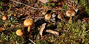 Cortinarius hinnuleus s.l