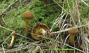 Cortinarius huronensis var. olivaceus