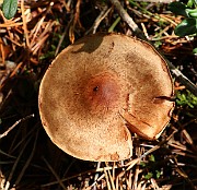 Cortinarius leucophanes