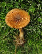 Cortinarius limonius