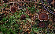 Cortinarius palaeceus
