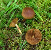 Cortinarius rubellus