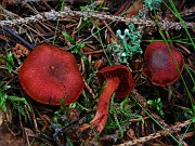 Cortinarius sanguineus