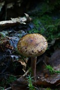 Cortinarius scaurus s.l