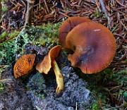 Cortinarius sp. 02 (malicorius)