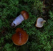 Cortinarius sp. 03 (collinitus)