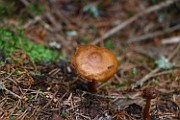 Cortinarius sp. 05 (rubellus)