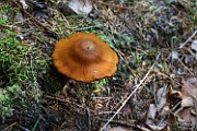 Cortinarius sp. 06 (malicorius)