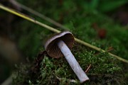 Cortinarius sp. 07 (decipiens)