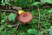 Cortinarius sp. 09