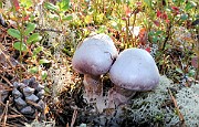 Cortinarius traganus