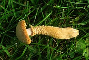 Cystoderma amianthinum