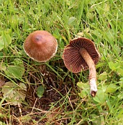 Entoloma conferendum