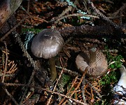 Entoloma sp. 01