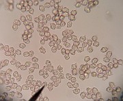 Entoloma sp. 02