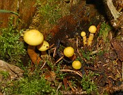 Flammula alnicola