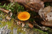 Flammulaster limulatus