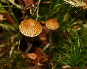 Galerina atkinsoniana