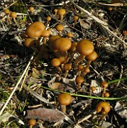 Galerina marginata