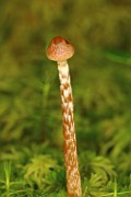 Galerina paludosa