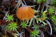 Galerina sp. 01
