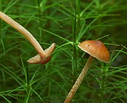 Galerina sp. 02