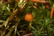 Galerina sp. 03
