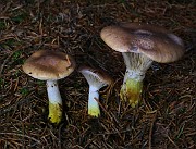 Gomphidius glutinosus