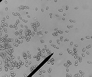 Gymnopus dryophilus