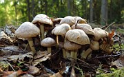 Gymnopus peronatus