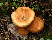 Gymnopus sapineus