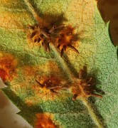Gymnosporangium cornutum