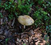 Hebeloma sp. 01