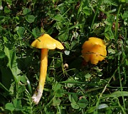 Hygrocybe ceracea