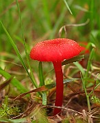 Hygrocybe miniarta