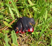 Hygrocybe nigrescens