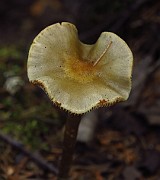 Hypholoma myosotis