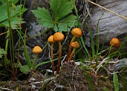 Hypholoma sp. 01