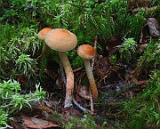Hypholoma sublateritium