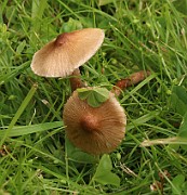 Inocybe curvipes
