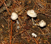 Inocybe geophylla
