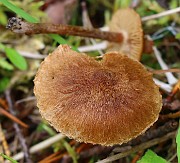 Inocybe lacera s.l. (footpath)